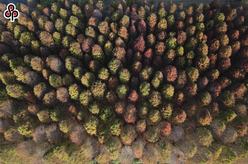 首宗國有地自然碳匯 得標者來自這兩家科技業
