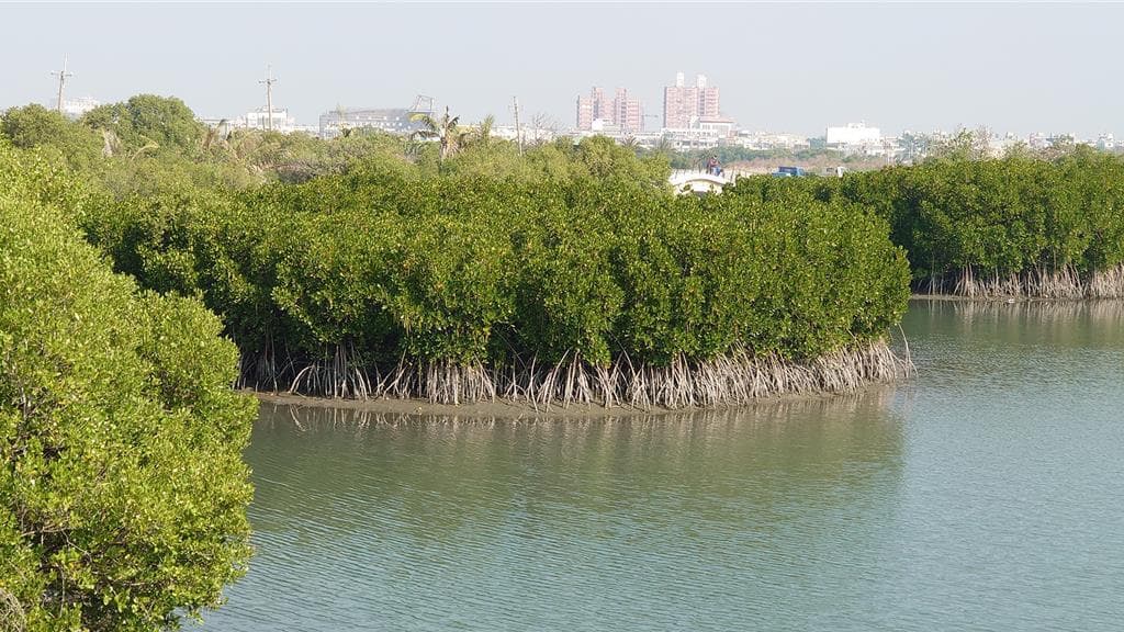 台灣藍碳發威！海草、紅樹林吸碳新技術 幕後推手是他
