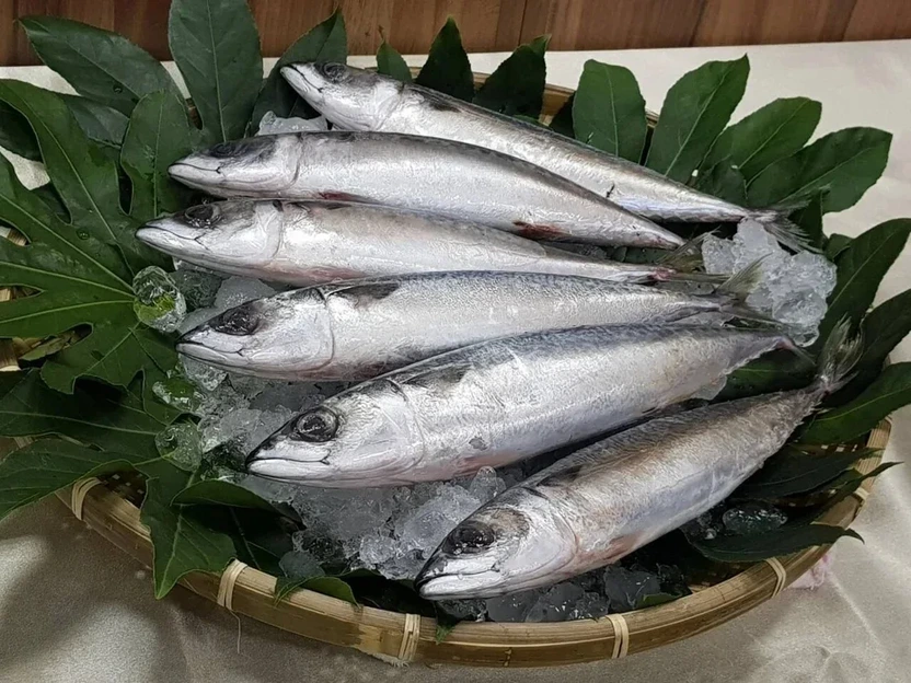 台灣沿近海的未成熟小魚捕獲比率逐年增加...環團呼籲設海洋庇護區
